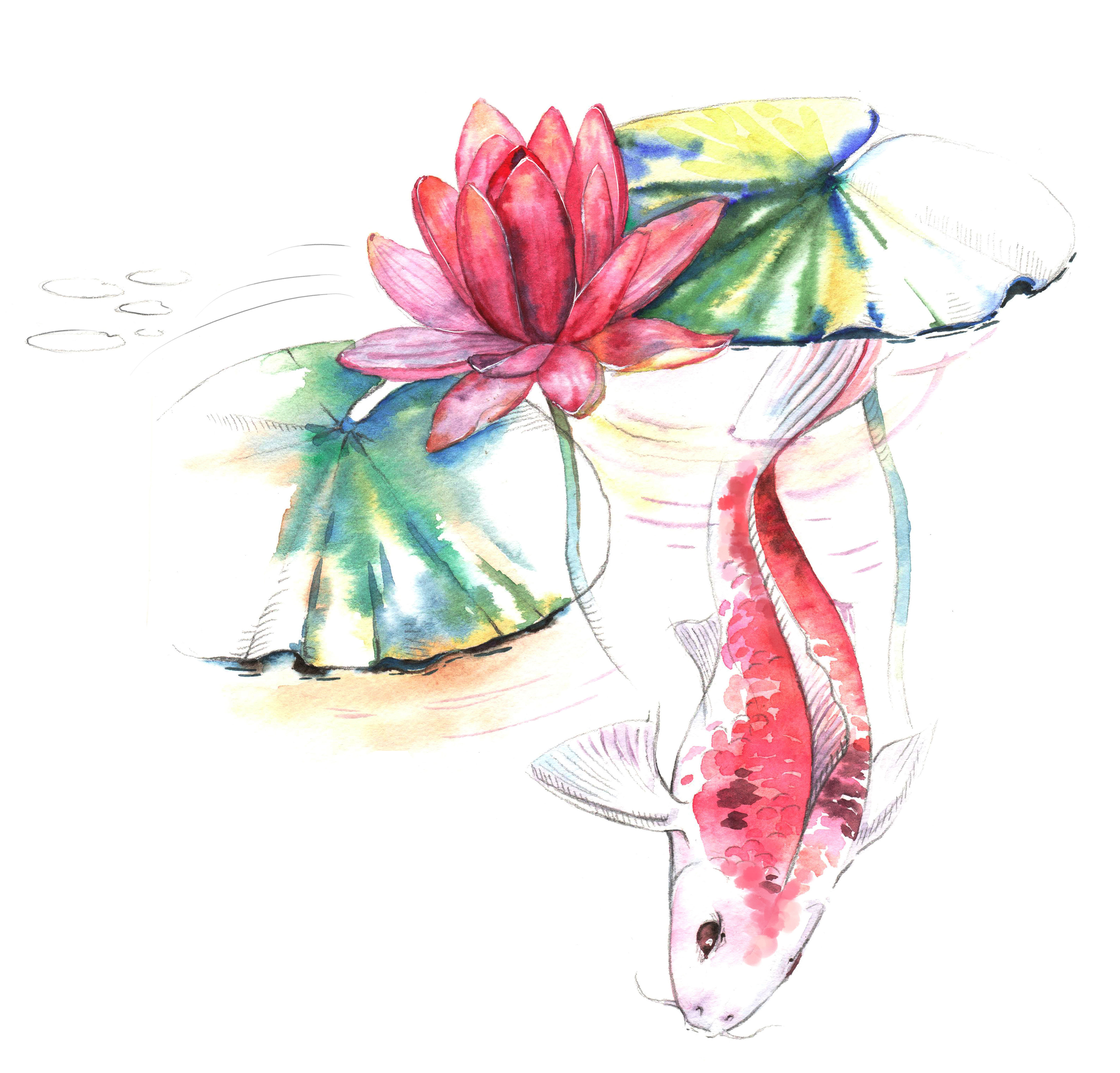 Hand-drawn watercolor illustration of the Koi carp fish in the w