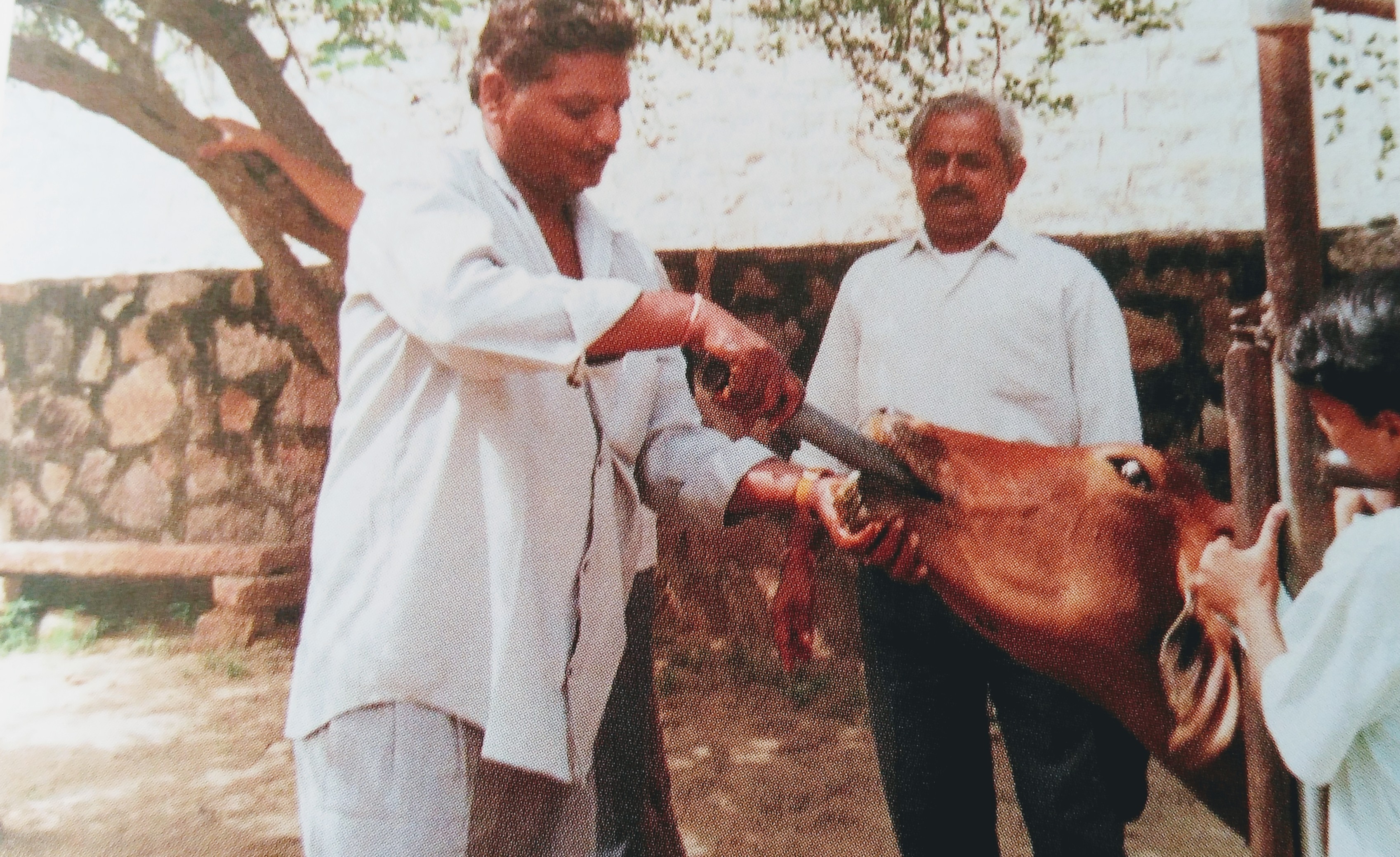 牛の不妊治療