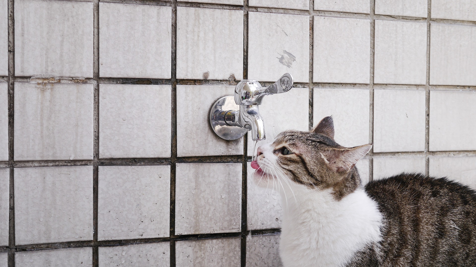 水を飲むネコ